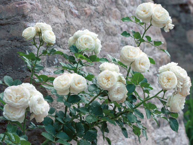 Romantische Rosen