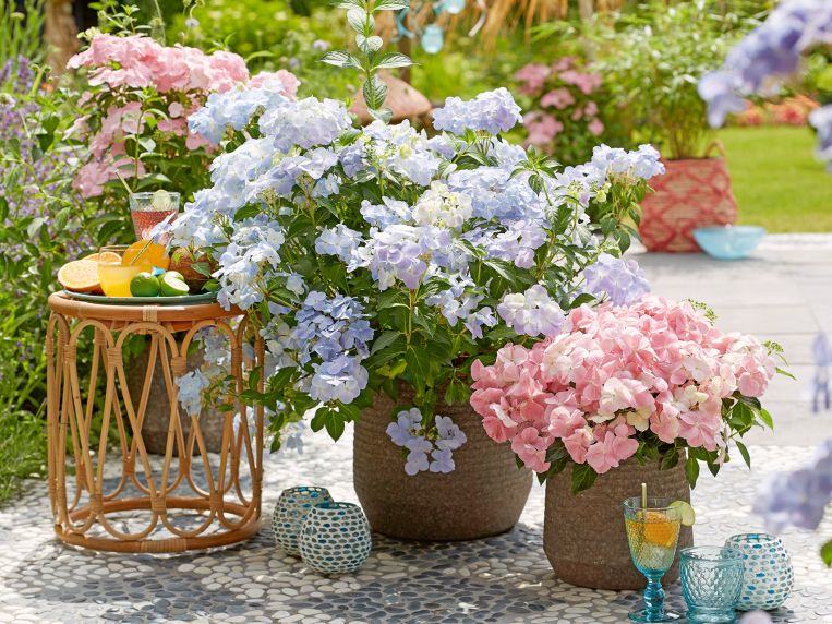 Für Tische, Terrasse und Garten – Romantische Hortensien