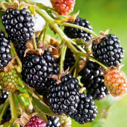 Brombeeren