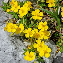 Gemeines Sonnenröschen 