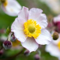 Herbst-Anemone