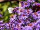 Blütenschätze im Spätsommer