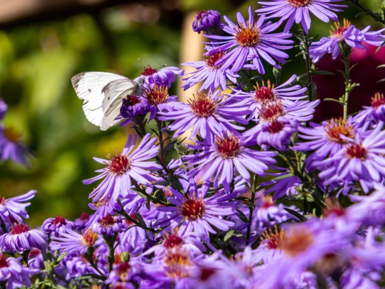 Blütenschätze im Spätsommer
