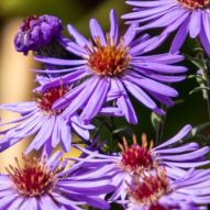 Kissen-Aster