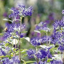 Bartblume