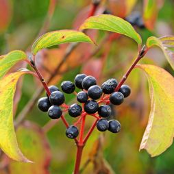 Roter Hartriegel