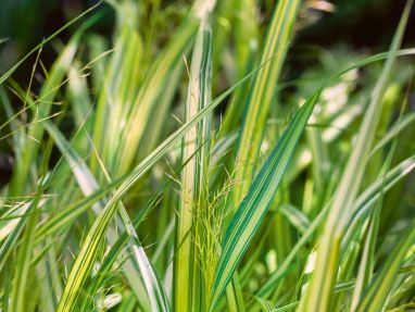 Gelbbuntes Hakonegras 