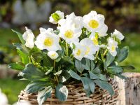 Helleborus – Christ- und Schneerosen
