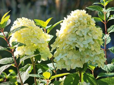 Rispen-Hortensie (Hydrangea paniculata)