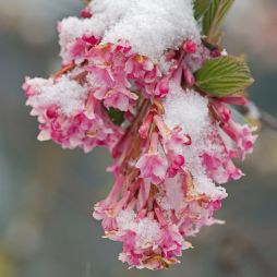 Winter-Schneeball