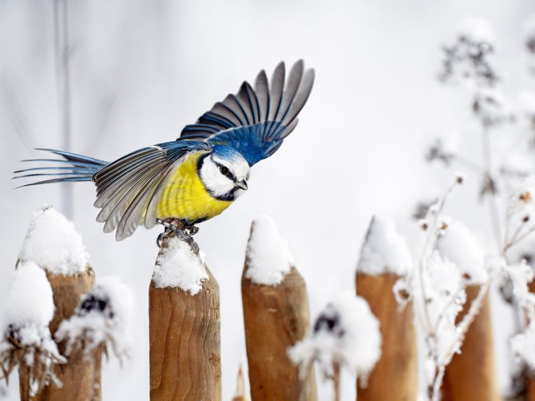 Flora und Fauna – Im winterlichen Garten