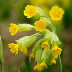 Schlüsselblume