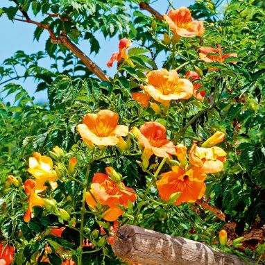 Trompetenblume