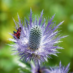 Alpen-Distel