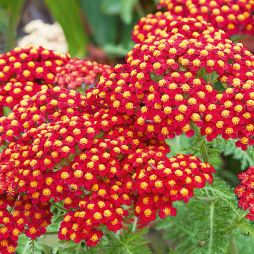 Schafgarben-Sorte 'Paprika'