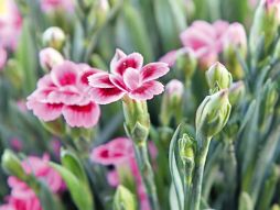 Garten-Nelke