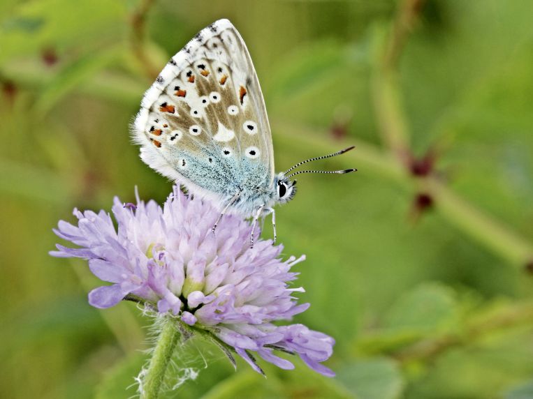 Biodiversität – Ein Garten für Schmetterlinge