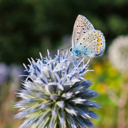 Kugeldistel