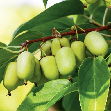 Beeren-Kiwi