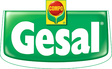 Beratertag Gesal / Compo 
